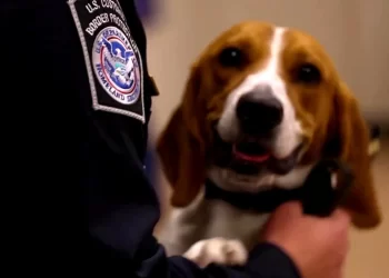 Nuevos requisitos para perros que ingresen a EE. UU. comienzan el 1 de Agosto del 2024