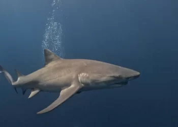 Los tiburones no están atacando a las personas más de lo normal