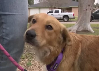 Connie, la perrita del contenedor, muere meses después de ser rescatada en Texas