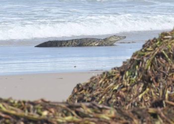Siguen buscando a cocodrilo en Playa Miramar para reincorporarlo a su hábitat