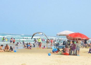 Platas de Tamaulipas