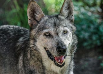 Más de 100 especies en el zoológico Tamatán