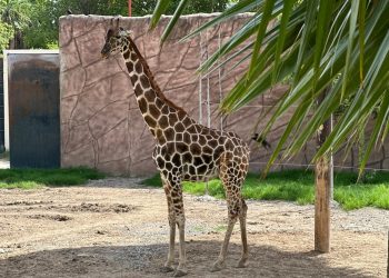 Nace jirafa en el zoológico Tamatán