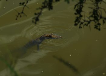 Rastrearán con GPS a cocodrilo de pantano en zona sur de Tamaulipas