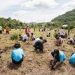 10 Millones de árboles a sembrar la meta de reforestación