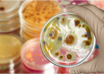 Hongos patógenos están adaptándose a temperaturas más altas