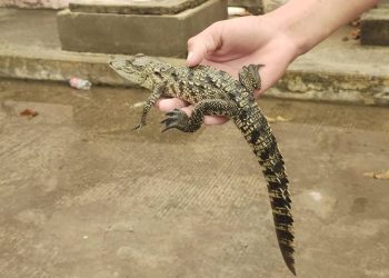 Profepa advierte sobre riesgos y consecuencias legales por atrapar cocodrilos en Tampico