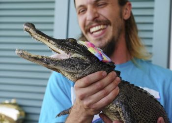 Aumentan “visitas” de caimanes al Valle