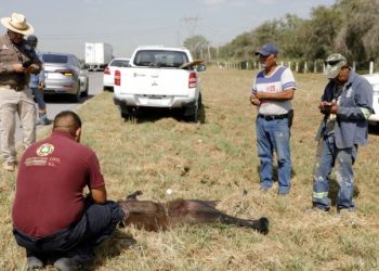 Osa muere atropellada en Escobedo, Nuevo León