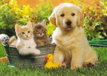Ciudad de McAllen aprueba ordenanza que limita el número de mascotas