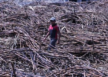 Publican en el DOF NOM-038 que limita el trabajo infantil en el sector agropecuario
