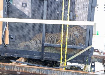 Gobierno de Reynosa informa sobre la captura exitosa del tigre prófugo