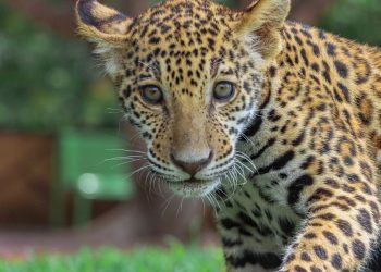 Canalizará Comisión de Parques cachorros de jaguar donados a la Biósfera El Cielo