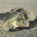 Cerró temporada de tortuga lora con 150 mil crías liberadas al mar