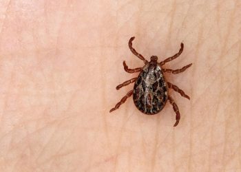 Nuevo León: Muere niña por posible picadura de garrapata