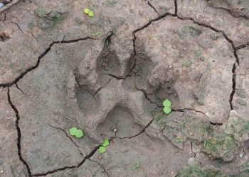 Localizan huellas y excremento del tigre prófugo en el rancho “San Lázaro” en Reynosa