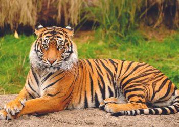 Residentes del Valle siguen en alerta por el tigre que escapó de un zoológico de Reynosa