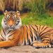 Residentes del Valle siguen en alerta por el tigre que escapó de un zoológico de Reynosa