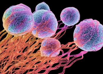 Desarrollan un tratamiento eficaz para curar y prevenir el cáncer 