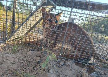 Gobierno de Reynosa recata lince