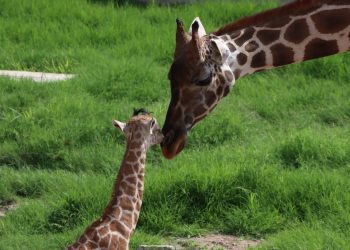 Convocan a elegir nombre para jirafa macho del Zoológico Tamatán