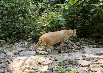 Liberan búhos, linces, ocelote y osezna