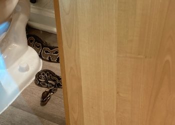 Mujer se encuentra una pitón detrás del inodoro