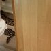 Mujer se encuentra una pitón detrás del inodoro