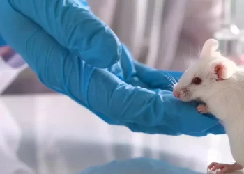 Investigadores encuentran microplásticos en órganos de bebés de ratones