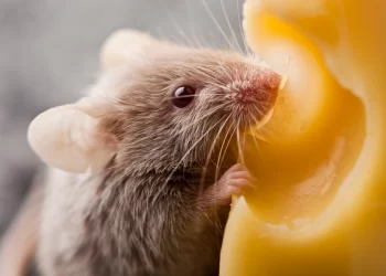 Científicos descubren un circuito oculto en el cerebro que controla la masticación y afecta el hambre