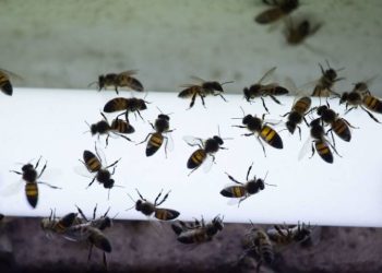 Abejas causan terror en Tamaulipas: matan a una abuelita de 87 años