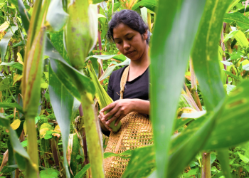 Campo mexicano compite en desventaja por falta de financiamiento