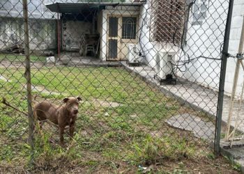 Perro ataca a estudiantes de escuela secundaria en Monterrey