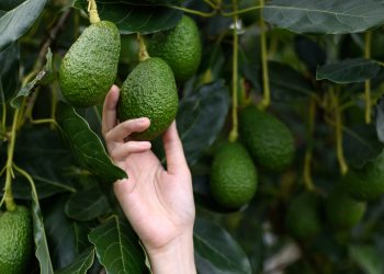 Estados Unidos abre sus puertas al aguacate Hass guatemalteco tras 30 años de negociaciones