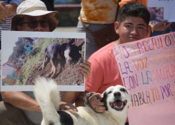 Diputados aprueban reforma contra el maltrato animal, pero olvidan a los toros