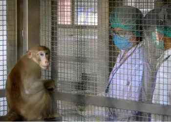 Se escapan 43 monos de un laboratorio médico en Carolina del Sur