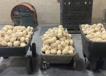 Querían ingresar droga en jícamas por Tamaulipas: los frustra la CBP