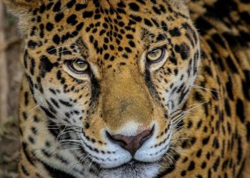 Trabaja Tamaulipas en seis programas de conservación