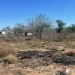 Encuentran restos calcinados en rancho abandonado