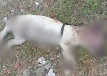 Nuevo León: Clausuran taquería por crueldad animal