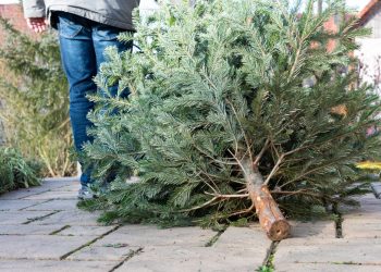 La ciudad de Edinburg anuncia ubicaciones para reciclar árboles de Navidad