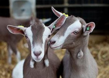 Prepara Turismo concursos en el Festival del Cabrito en Tula