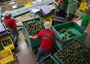 Tasa de desocupación cerró 2024 en niveles históricos de 2.43%