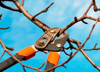 Residente de La Joya, TX, muere electrocutado mientras podaba árboles