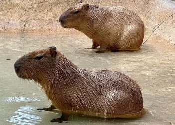 Capibaras en Nuevo Laredo: Dónde verlos y alimentarlos