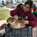 Atiende Gobierno de REYNOSA a más de 150 mascotas de forma gratuita