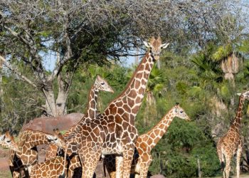 Fallece una jirafa en el zoológico Gladys Porter