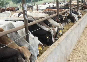 EU firma memorandos que permitirán a México reanudar exportaciones de ganado