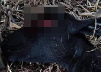 ¿Regresó el “chupacabras”? Ovejas sin ojos alarman a la comunidad