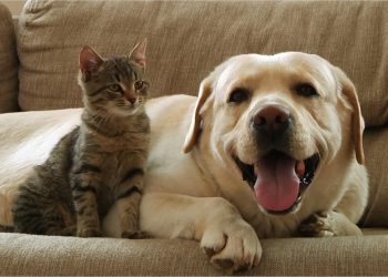 Estados Unidos: Tener un perro o gato es caro… y pronto lo será más